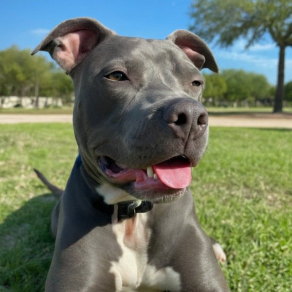 blue nose pitbull in Laredo, texas