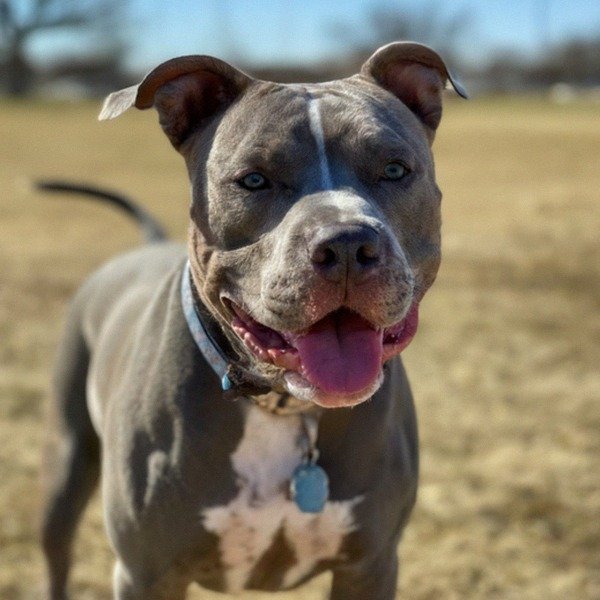 blue nose pitbull in Lubbock, texas