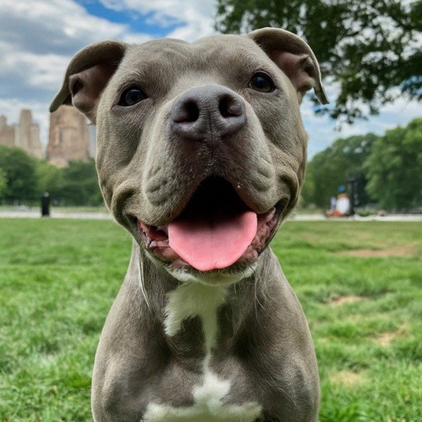 blue nose pitbull in New York, new york