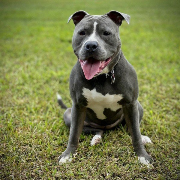 blue nose pitbull in Pembroke Pines, florida