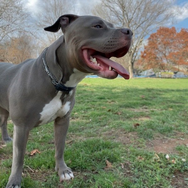 blue nose pitbull in Philadelphia, pennsylvania