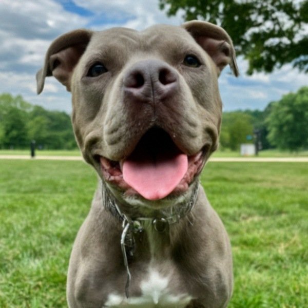 blue nose pitbull in Pittsburgh, pennsylvania