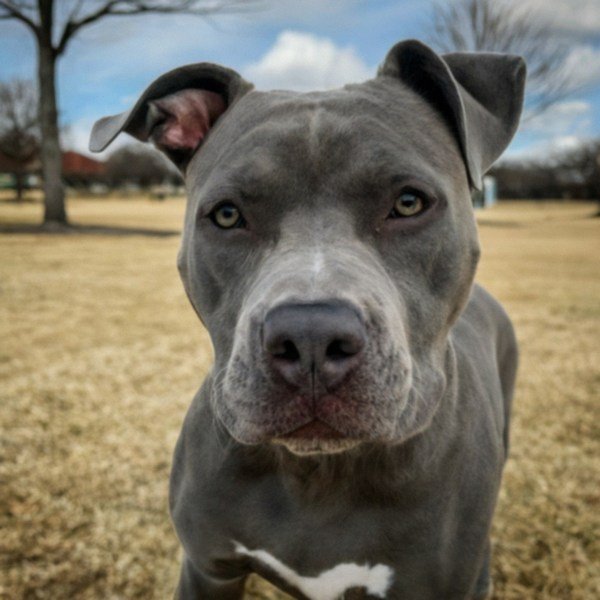 blue nose pitbull in Plano, texas