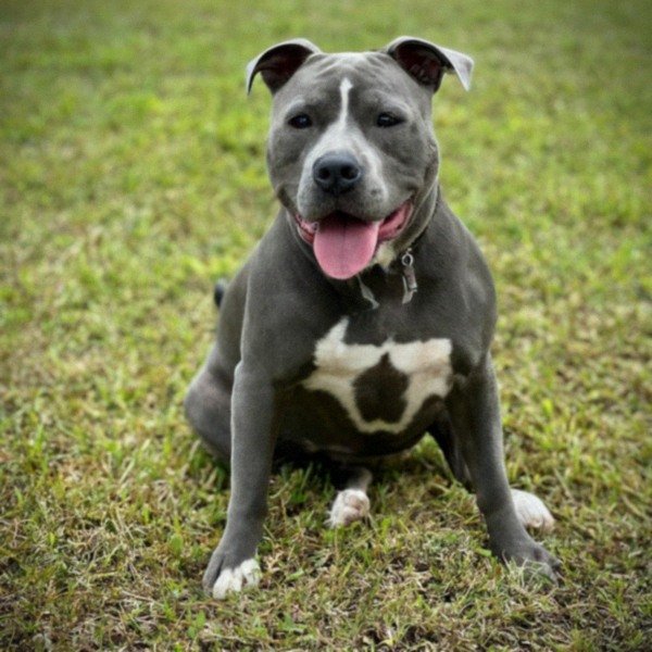 blue nose pitbull in Port St. Lucie, florida