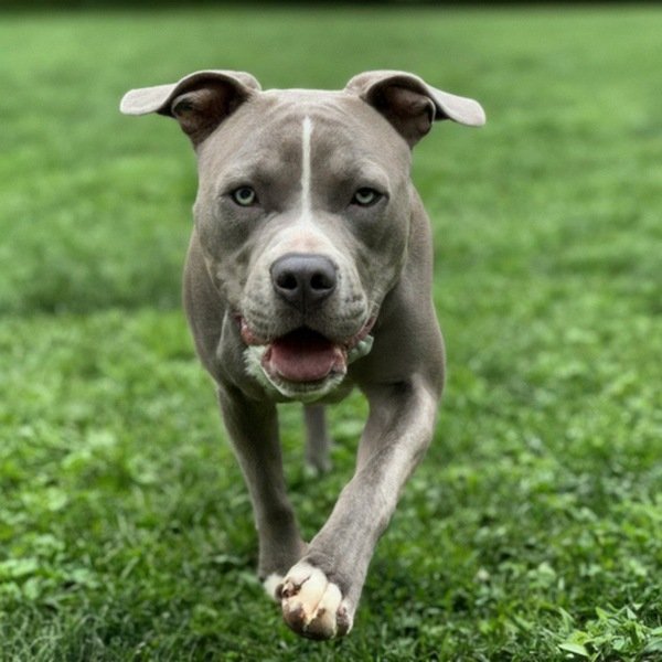 blue nose pitbull in Rochester, new york