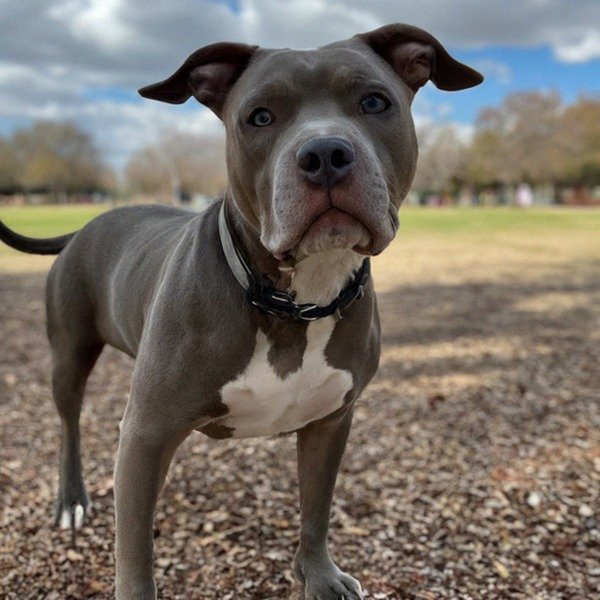blue nose pitbull in San Antonio, texas