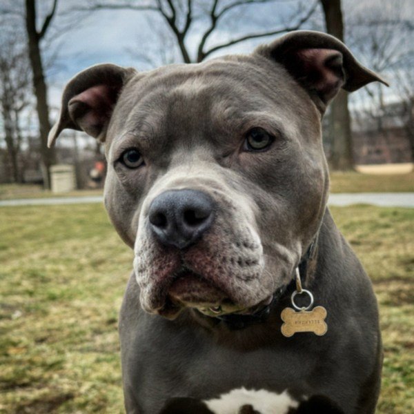blue nose pitbull in Yonkers, new york