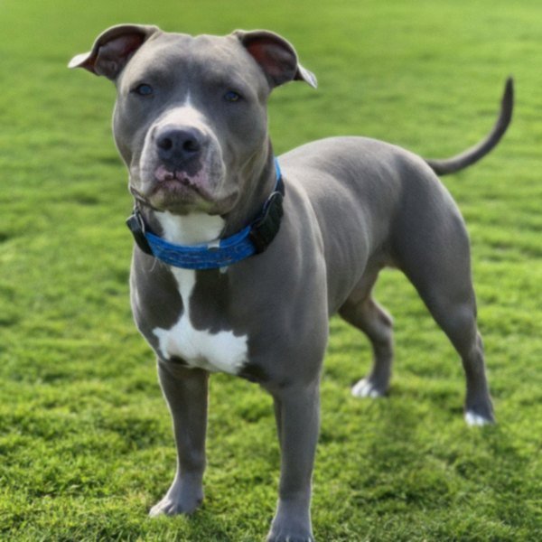 blue nose pitbull in Anaheim, california