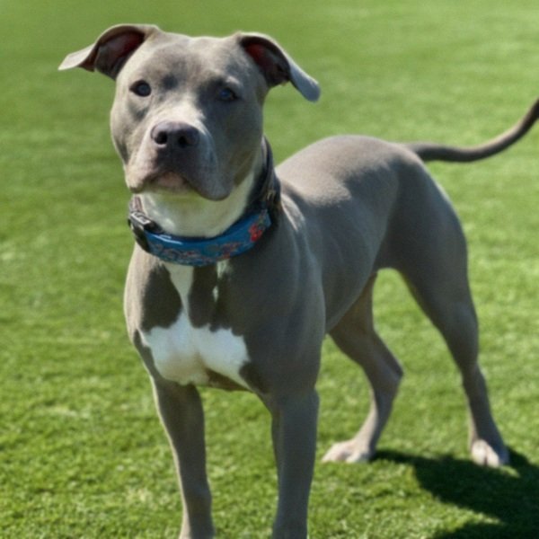 blue nose pitbull in Bakersfield, california