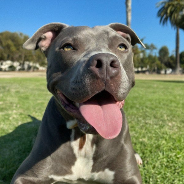 blue nose pitbull in Chula Vista, california