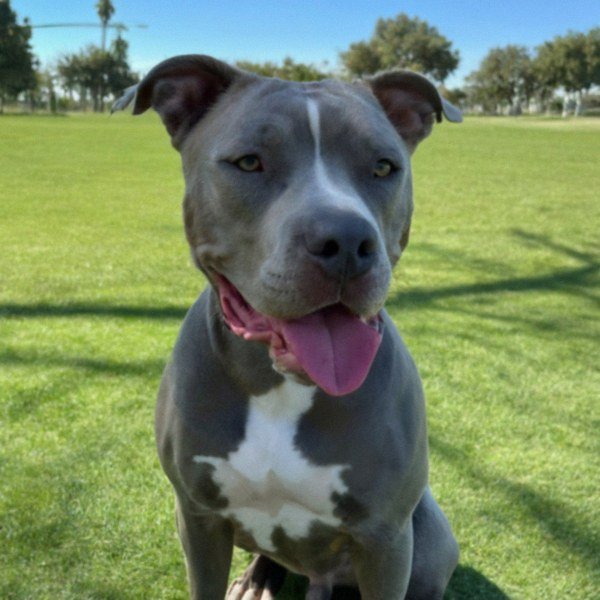 blue nose pitbull in Corona, california