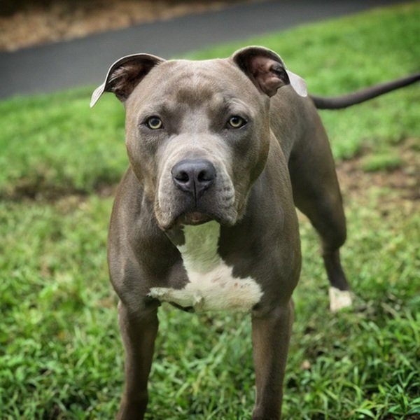 blue nose pitbull in Elk Grove, california