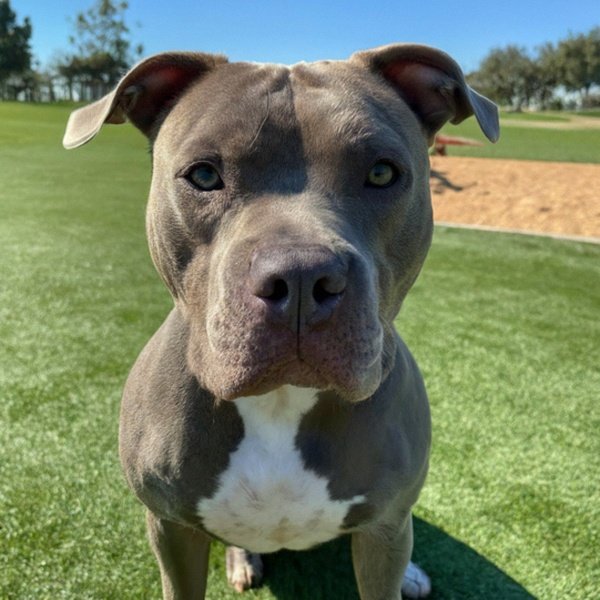 blue nose pitbull in Escondido, california