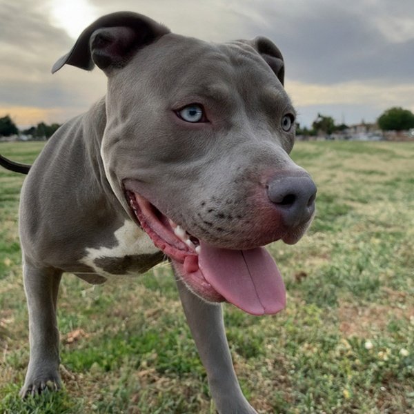 blue nose pitbull in Fremont, california