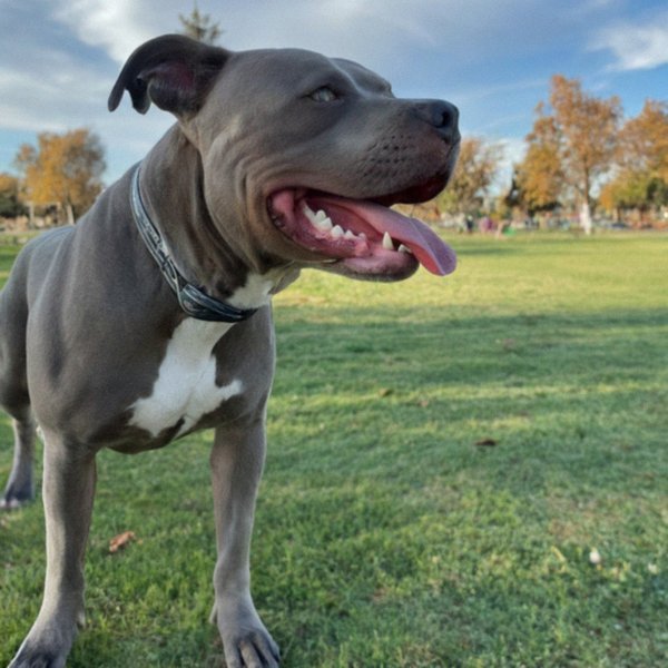 blue nose pitbull in Fresno, california
