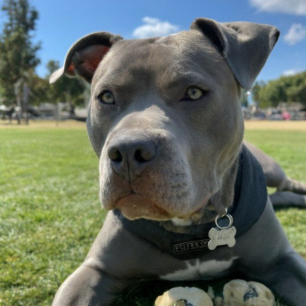 blue nose pitbull in Glendale, california