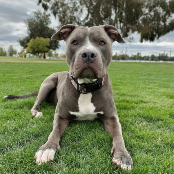 blue nose pitbull in Hayward, california