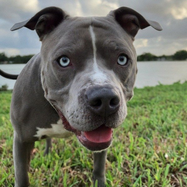 blue nose pitbull in Hialeah, florida