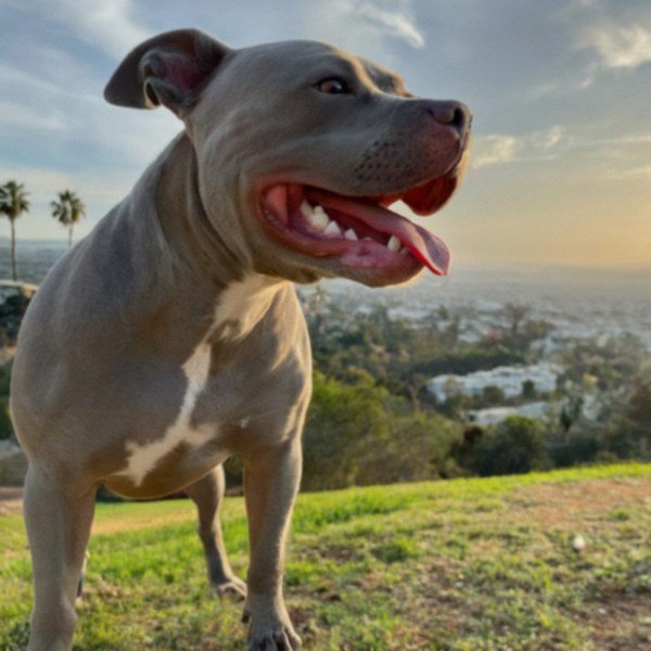 blue nose pitbull in Hollywood, california