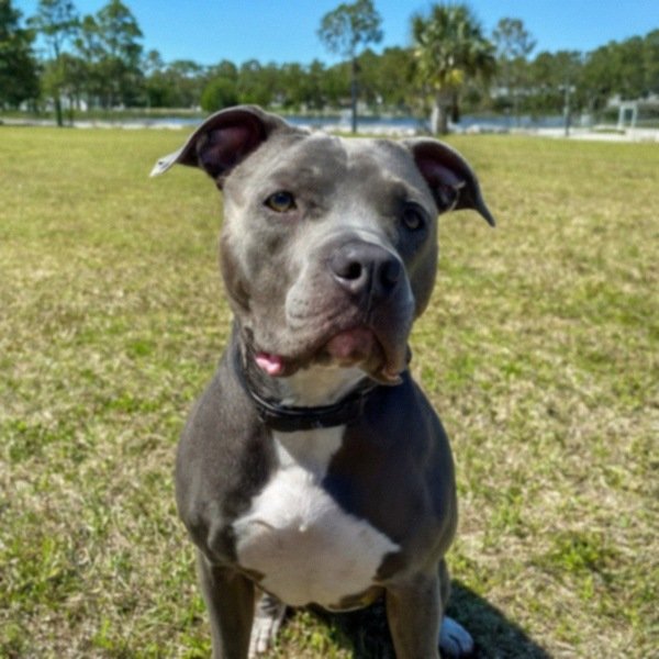 blue nose pitbull in Jacksonville, florida