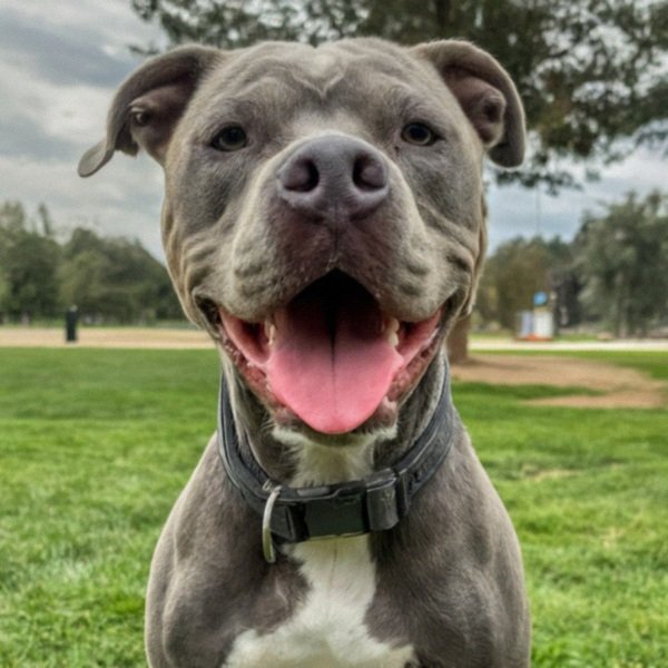 blue nose pitbull in Lancaster, california