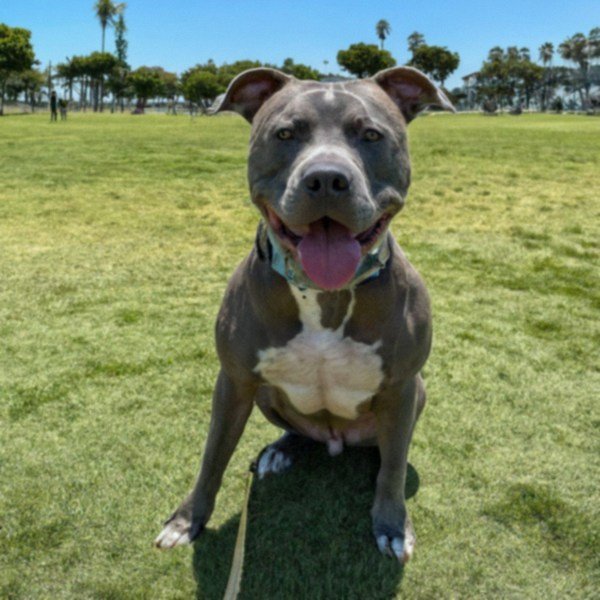 blue nose pitbull in Long Beach, california