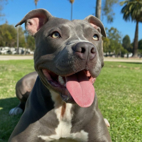 blue nose pitbull in Los Angeles, california