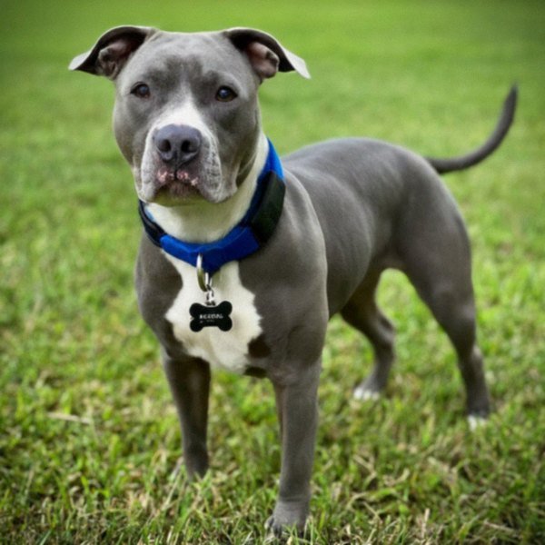 blue nose pitbull in Miami, florida