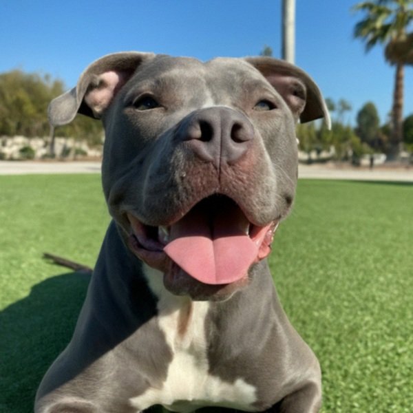 blue nose pitbull in Moreno Valley, california
