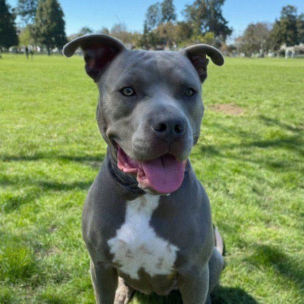 blue nose pitbull in Oakland, california