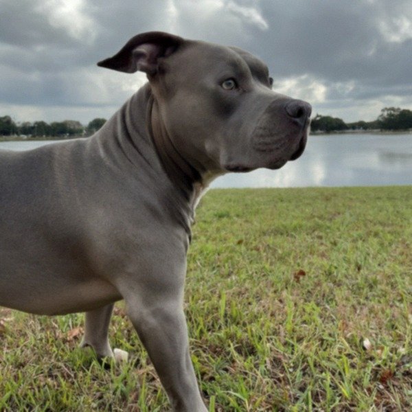 blue nose pitbull in Orlando, florida