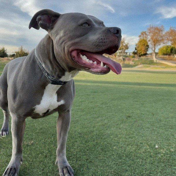 blue nose pitbull in Palmdale, california