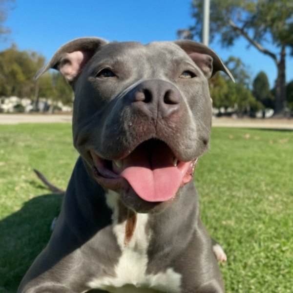blue nose pitbull in Pasadena, california