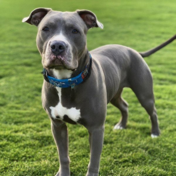 blue nose pitbull in Pomona, california