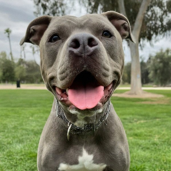 blue nose pitbull in Riverside, california