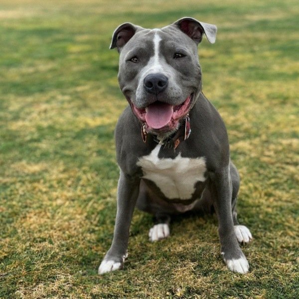 blue nose pitbull in Salinas, california
