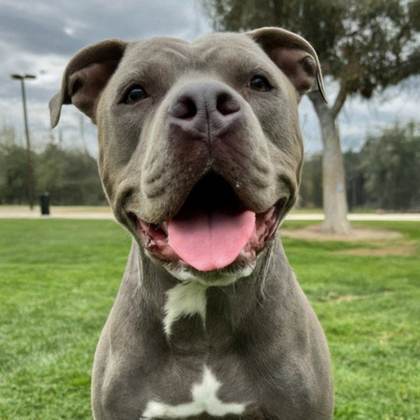 blue nose pitbull in San Bernardino, california