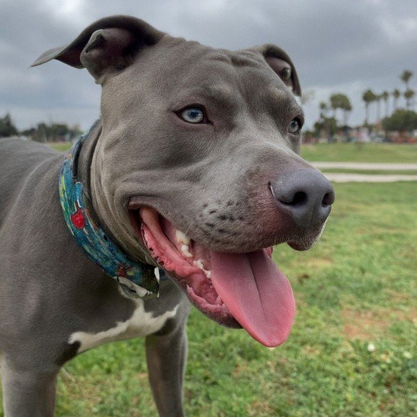 blue nose pitbull in San Diego, california
