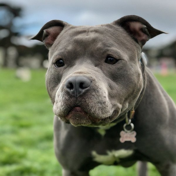blue nose pitbull in San Francisco, california