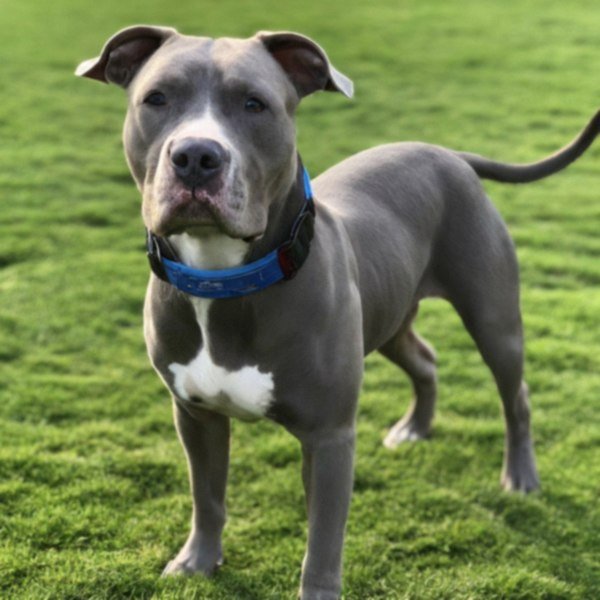 blue nose pitbull in Santa Ana, california