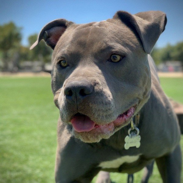 blue nose pitbull in Santa Clarita, california