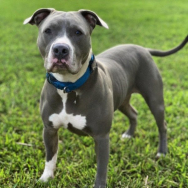 blue nose pitbull in St. Petersburg, florida