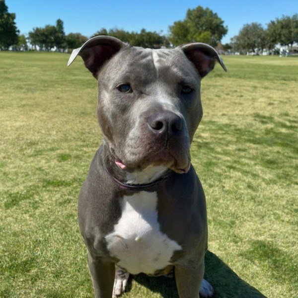 blue nose pitbull in Stockton, california