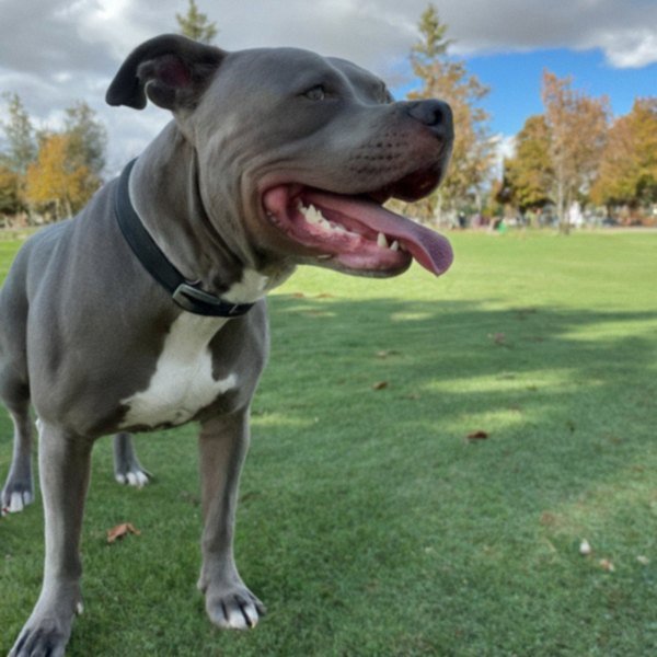 blue nose pitbull in Sunnyvale, california