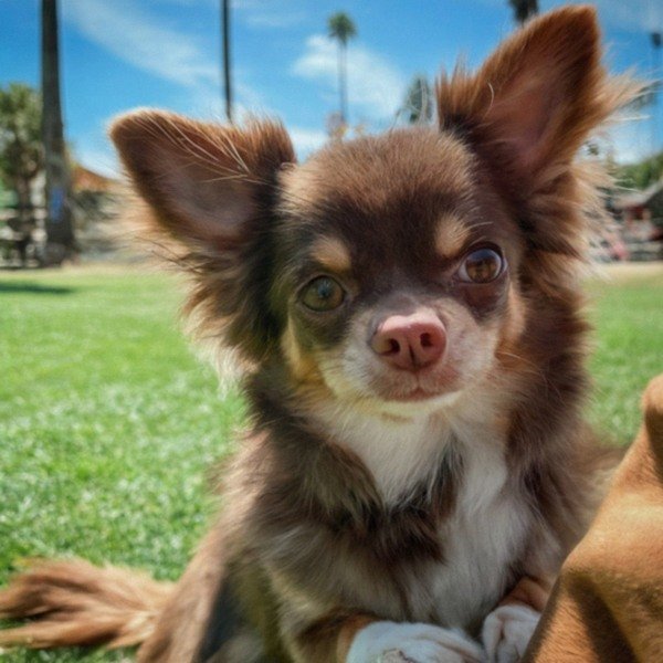 long haired chihuahua in Anaheim, California