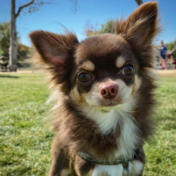 long haired chihuahua in Corona, California