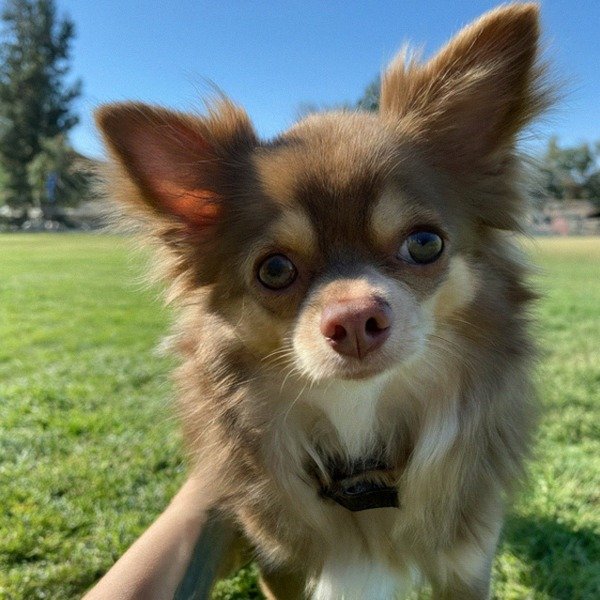 long haired chihuahua in Elk Grove, California