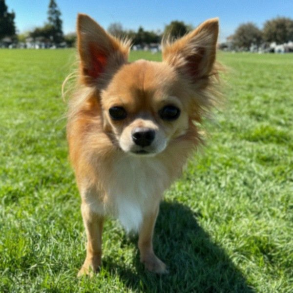 long haired chihuahua in Fremont, California