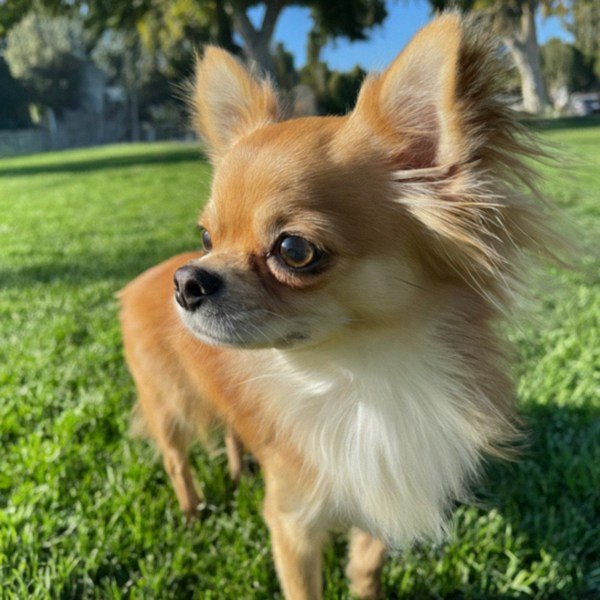 long haired chihuahua in Glendale, California