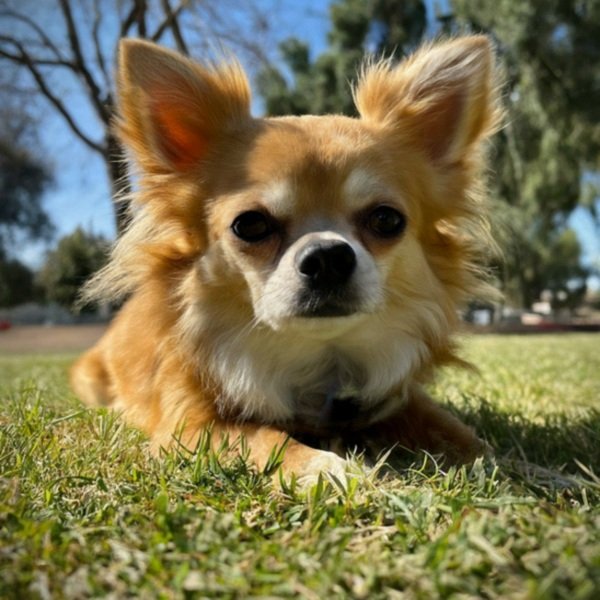long haired chihuahua in Hayward, California